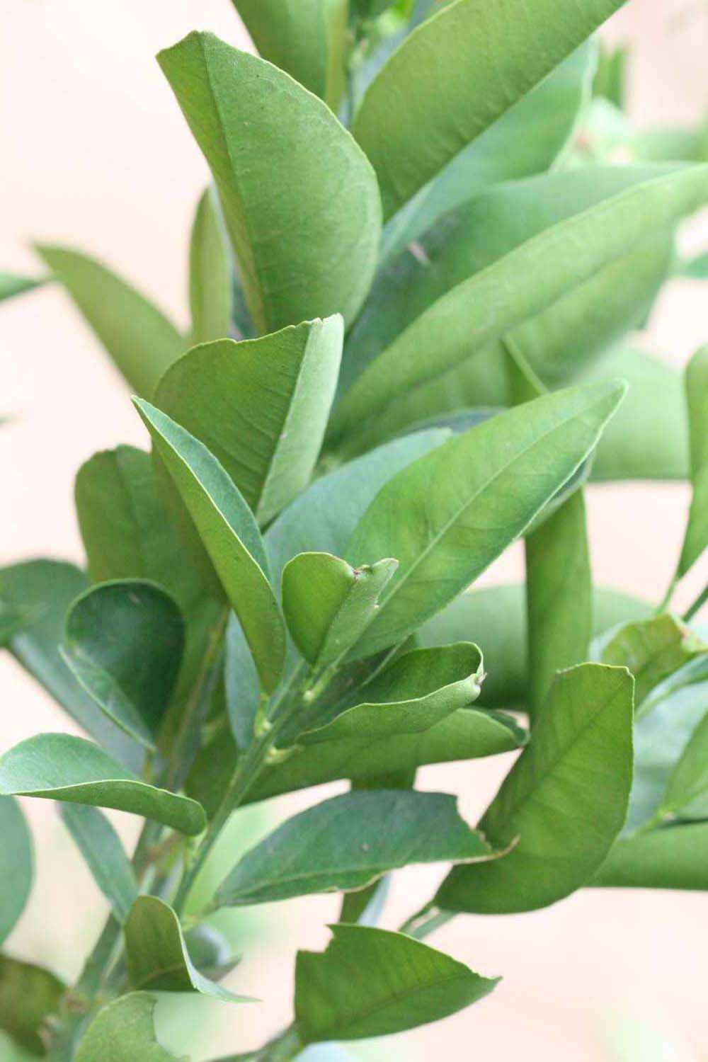              Sun leaves (Riverside, CA)       